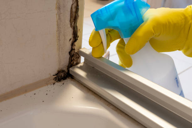 Best Toxic Mold Removal  in Prosperity, SC