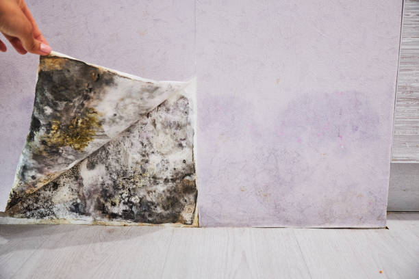 Best Mold Cleaning Services  in Prosperity, SC